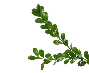 Fototapeta premium Green boxwood branch isolated on white background