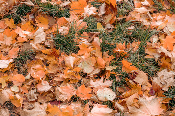 forest floor  covered with autumn leafs