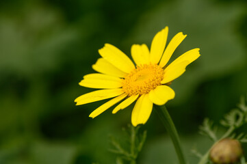 yellow wildflowers in Cyprus in winter on a sunny day 8