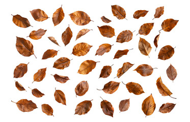  leafs isolated transparency background.