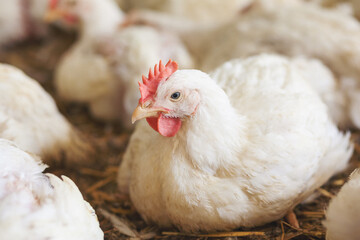 Chicken at farm resting
