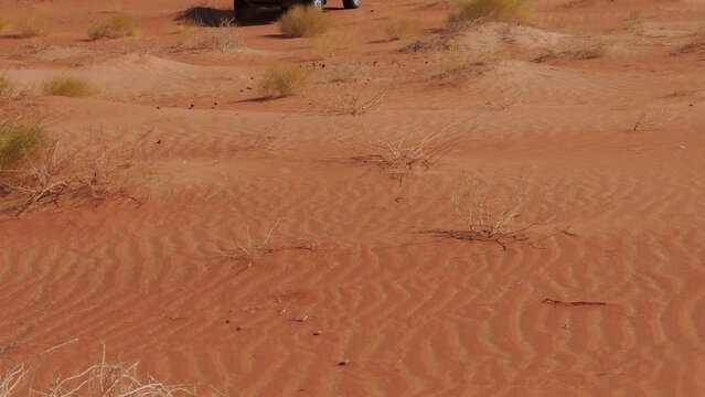 slow motion of a black-tailed jackrabbit running in the dunes of the Oman desert Empty quarter. Lepus californicus species in Rub' al-Khali desert