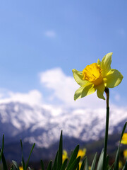 yellow flowers against blue sky