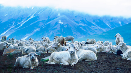 Flock of Sheep on Himalayas Landscape the mountains view from the Kashmir valley in the Himalayan...