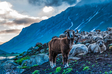 Flock of Sheep on Himalayas Landscape the mountains view from the Kashmir valley in the Himalayan region Nepal. Asian travel and nature in India.