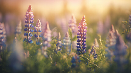 Lupine field with a soft-focus background.