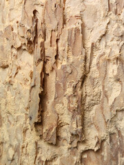 Rotten wood. Rotten wood texture. Dry old wood