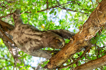 Three-toed or three-fingered sloths (Bradypus variegatus), arboreal neotropical mammals. Centenario Park (Parque Centenario) Cartagena de Indias, Colombia wildlife animal. © ArtushFoto