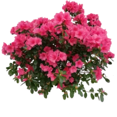 Store enrouleur occultant Azalée Azalea rhododendron ericaceae