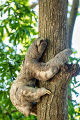 Three-toed or three-fingered sloths (Bradypus variegatus), arboreal neotropical mammals. Centenario Park (Parque Centenario) Cartagena de Indias, Colombia wildlife animal.