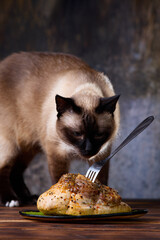 A domestic cat is seen standing beside a plate filled with fried chicken meat