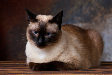 Siamese cat is seated on a wooden table, looking directly at the camera with intent eyes