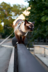 Siamese Cat on Leash on Railing