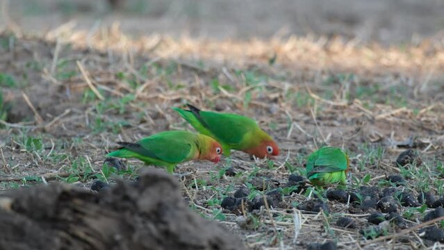 Three Fischer's Lovebirds Feeding Seeds on The Ground. - close up shot