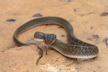 An adult Red-lipped herald Snake (Crotaphopeltis hotamboeia) in a defensive striking pose