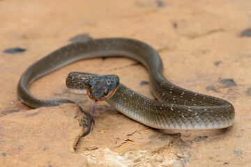 An adult Red-lipped herald Snake (Crotaphopeltis hotamboeia) in a defensive striking pose