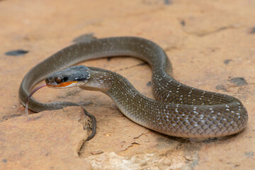 An adult Red-lipped herald Snake (Crotaphopeltis hotamboeia) on a large rock in the wild