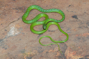 Fototapeta premium A beautiful Spotted bush snake (Philothamnus semivariegatus) on a large rock in the wild