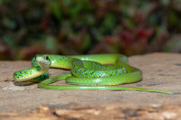 Close-up of a beautiful adult spotted bush snake (Philothamnus semivariegatus)