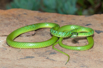 Close-up of a beautiful adult spotted bush snake (Philothamnus semivariegatus)