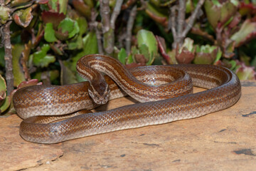 Adult brown house snake (Boaedon capensis) in a defensive striking pose 
