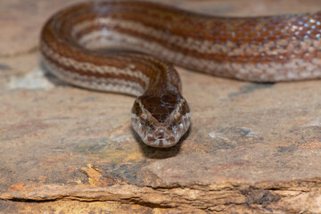 Close-up of the head of an adult brown house snake (Boaedon capensis)