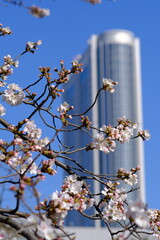 様々な日本の桜
