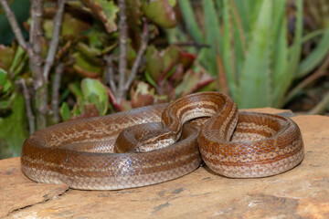 Adult brown house snake (Boaedon capensis) in a defensive striking pose 