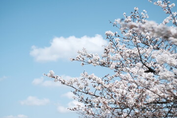 様々な日本の桜