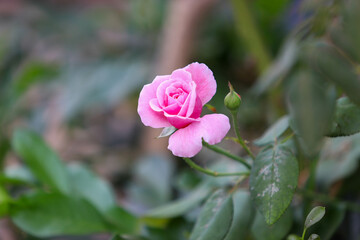 pink rose in garden
