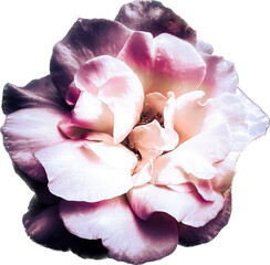 pink rose petals - obrazy, fototapety, plakaty