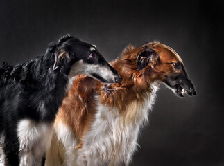 Studio shot of russian sighthound dogs