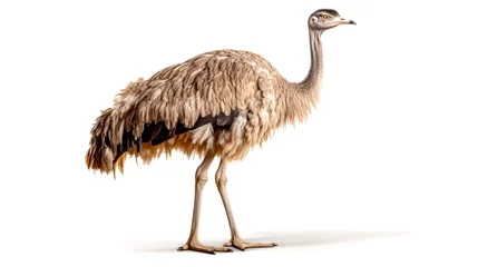 Foto auf Acrylglas Cute ostrich isolated on a white background. The ostrich, endemic to Australia, is a soft-feathered, brown, flightless bird with long necks and legs. © Atlantist studio