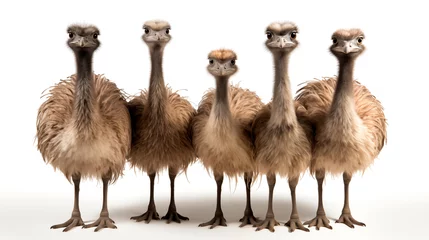 Keuken spatwand met foto Cute ostrich isolated on a white background. The ostrich, endemic to Australia, is a soft-feathered, brown, flightless bird with long necks and legs. © Atlantist studio