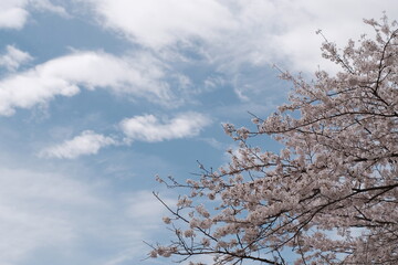 様々な日本の桜