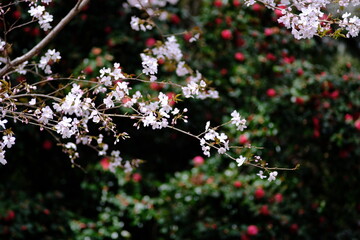 様々な日本の桜