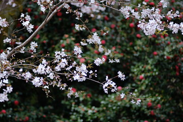 様々な日本の桜