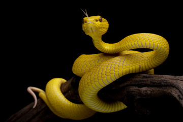 Obraz premium The Yellow White-lipped Pit Viper (Trimeresurus insularis) closeup on branch with black background, Yellow White-lipped Pit Viper closeup