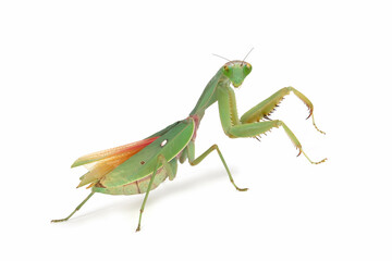 Giant Shield mantis closeup with self defense position on white background, Shield mantis closeup on white background
