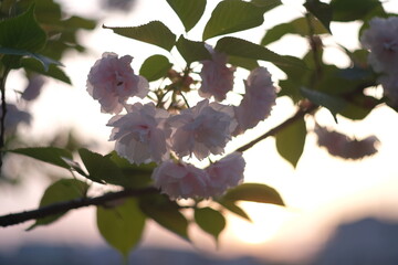 様々な日本の桜
