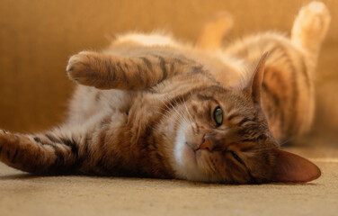 Cute lazy cat sunbathing on carpet in sunshine, stretching. Closeup. - 729974792