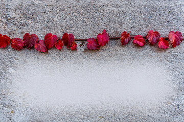 autumn beautiful red branch of grape vine with red and orange leaves on a concrete wall surface background