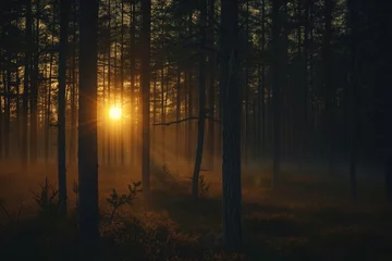 Fotobehang midnight sun streaming through pine forest © studioworkstock
