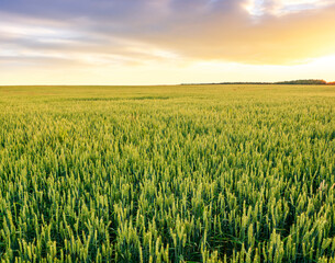 panoramic view at beautiful spring sunset in a green shiny field with green wheat and golden sun...