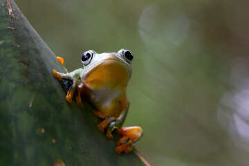 Obraz na płótnie Canvas Tree frog on leaf, Gliding frog (Rhacophorus reinwardtii) sitting on leaves, Javan tree frog on branch, Indonesian tree frog