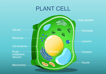 Plant cell structure