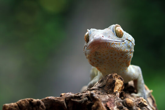 Tokay gecko (Gekko gecko) closeup head on isolated background, Tokay gecko closeup head