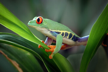 Red-eyed tree frog sitting on green leaves, Red-eyed tree frog closeup on leaves, Red-eyed tree frog (Agalychnis callidryas) looks over leaf edge