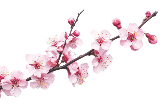 Cherry Blossom Branch Isolated on Transparent Background