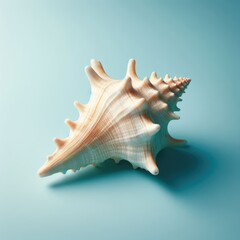 Fototapeta na wymiar sea shell isolated on white 